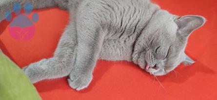 9 Aylık British Shorthair Oğlumuza Eş Arıyoruz