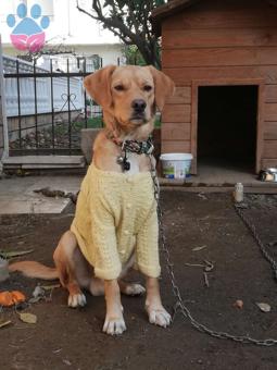 2 Yaşında Golden Retriever Oğluma Eş Arıyorum