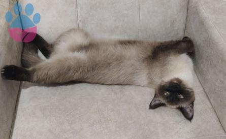 Siyam Cinsi Acil Kedime Eş Arıyorum