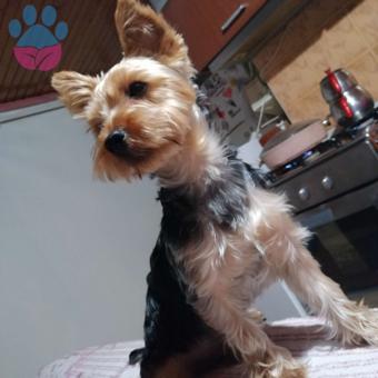 Yorkshire Terrier Oğlum Eş Arıyor Maltepe Yakınlarından