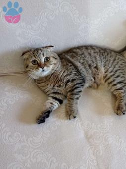 Scottish Fold Cinsi Kedime Eş Arıyorum