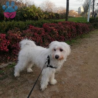2 Yaşında Maltese Terrier Cinsi Köpeğime Eş Arıyorum