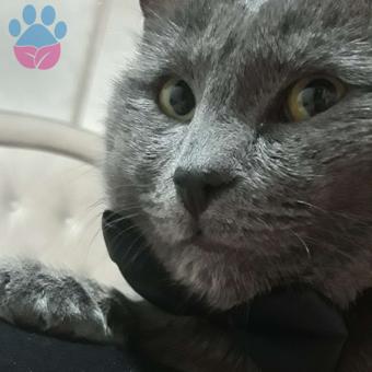 Russian Blue 1.5 Yaşında Erkek Kedime Eş Arıyorum