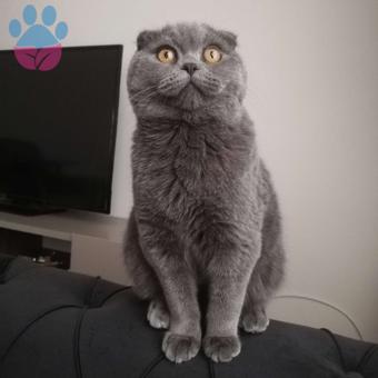 Scottish Fold Erkek Kedime Dişi Eş Arıyorum