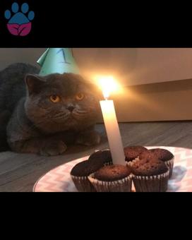 1 Yaşında British Shorthair Cinsi Oğlumuza Eş Arıyorum