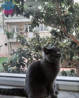 British Shorthair Cinsi Oğlum Haşmet İçin Eş Arıyorum