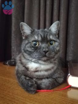 British Shorthair Kızımıza Acil Eş Arıyoruz