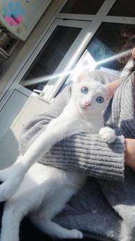 Ankara Kedisi Yakışıklı Oğluma Eş Arıyorum
