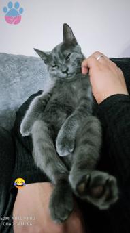 Russian Blue Cinsi Oğluma Eş Arıyorum