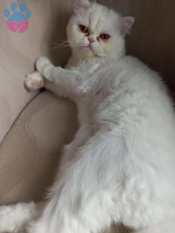 Exotic Shorthair Kızımıza Eş Arıyoruz