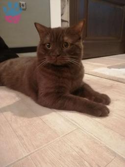 British Shorthair Oğlumuza Eş Arıyoruz