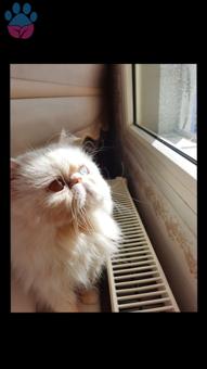 Exotic Shorthair Oğlumuza Dişi Eş Arıyoruz