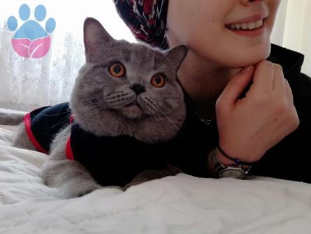 2 Yaşındaki British Shorthair Oğlumuza Eş Arıyoruz