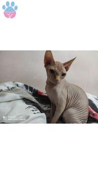 Sphynx Cinsi Yakışıklı Oğluma Eş Arıyorum