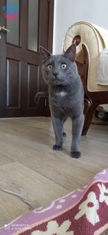 British Shorthair Cinsi Oğlumuza Gelin Adayı Arıyoruz