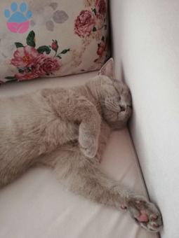 British Shorthair Oğlumuza Güzel Bir Gelin Alıyoruz