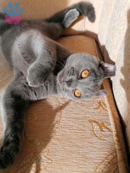 British Shorthair Oğluma Eş Arıyoruz