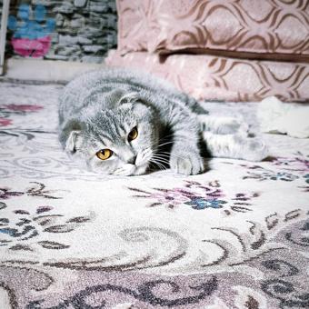 Scottish Fold Oğlumuza Uygun Gelin Adayı Arıyoruz ?