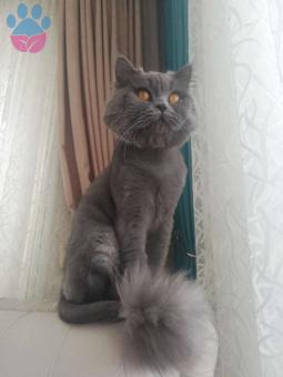 British Shorthair Cinsi Oğluma Eş Arıyoruz