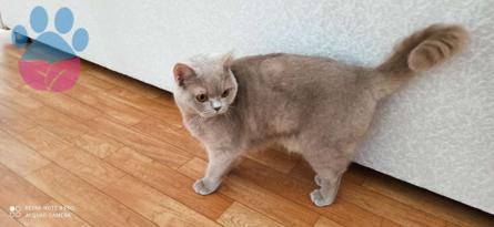 British Shorthair Dişi 1 Yaşında Eş Arıyor