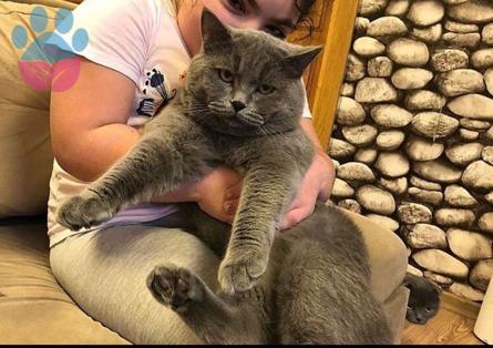 2 Yaşında British Shorthair Oğlumuza Eş Arıyoruz