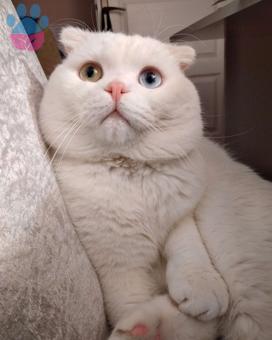 Scottish Fold 2 Yaşında Erkek Eş Arıyoruz