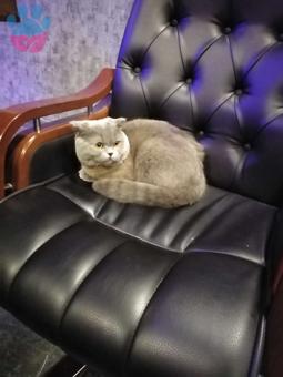 British Shorthair Cinsi Oğlum Pablo&#8217;ya Eş Arıyoruz