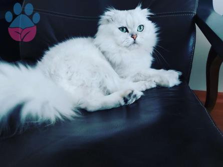 Scottish Fold Oğlumuza Eş Arıyoruz 4 Yaşında