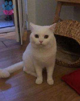 1 Yaşında British Shorthair Oğluma Eş Arıyorum