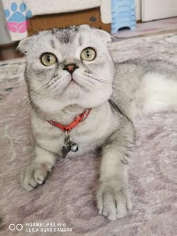 Scottish Fold Cinsi Yakışıklı Oğlumuza Eş Arıyoruz