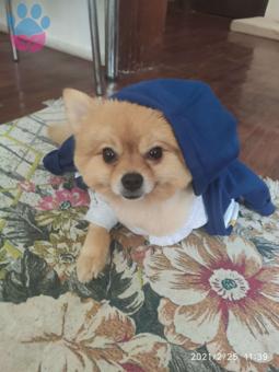 Pomeranian Boo Cinsi Oğlumuza Eş Arıyoruz