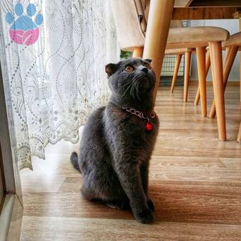 Scottish Fold Cinsi Bebiş Eş Arıyor