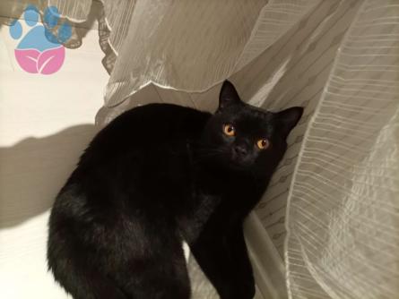 2 Yaşında British Shorthair Oğlumuza Eş Aranıyor