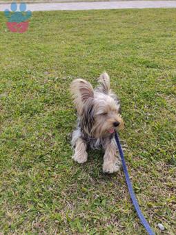 Yorkshire Terrier Safkan Dişi Eş Arıyoruz