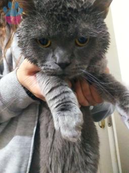 1 Yaşında British Shorthair Kedime Eş Arıyorum