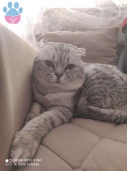 Scottish Fold Oğlumuz Paşa Kızanda