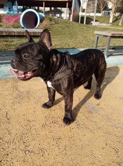 French Bulldog Oğlumuza Eş Arıyoruz