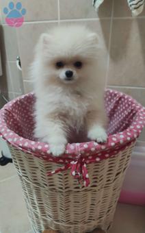 Pomeranian Boo Oğlumuza Eş Arıyoruz