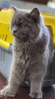 1 Yaşındaki British Longhair Kızım Lila&#8217;ya Eş Arıyorum