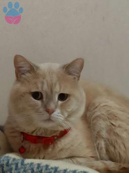 British Shorthair Oğluma Eş Arıyorum