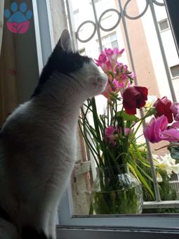 Bıcırığıma Eş Arıyorum