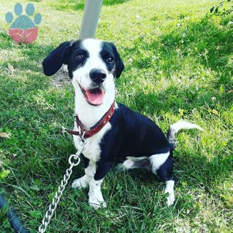 Jack Russell Cinsi Koçi Bey Eş Arıyor