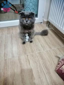 British Shorthair Erkek Kedime Eş Arıyorum