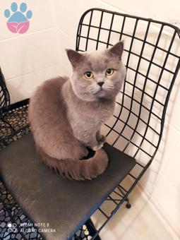 1 Yaşında British Shorthair Oğluma Eş Arıyorum