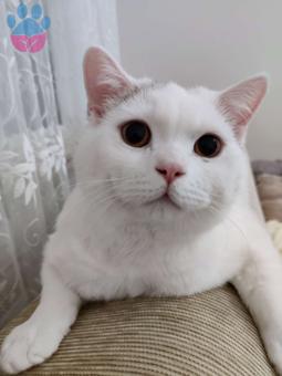 1 Yaşında British Shorthair Oğlumuza Eş Arıyoruz