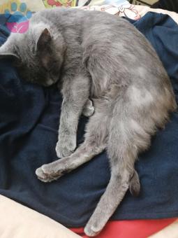 Russian Blue Cinsi Kızıma Eş Arıyorum