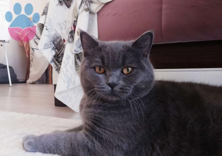 British Shorthair Erkek Kedimiz İçin Dişi Arıyoruz