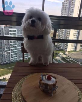 2 Yaşında Maltese Terrier Cinsi Oğluma Eş Arıyorum