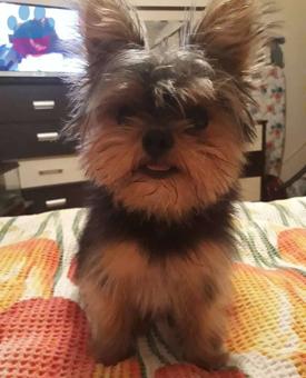 Yorkshire Terrier Oğlumuz Şans&#8217;a Eş Arıyoruz