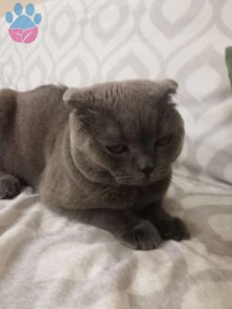 1 Yaşında Scottish Fold Cinsi Oğluma Eş Arıyorum